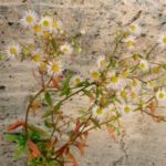 コヒノールの芯ホルダー