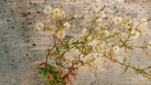 コヒノールの芯ホルダー