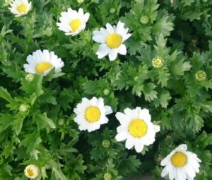 朗読絵本「どうぞのいす」