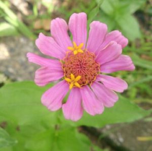 朗読絵本「ティッチ」