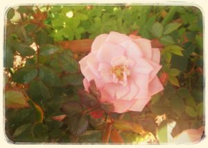 1981年のお誕生日