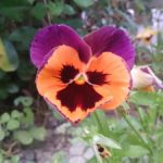 明けましておめでとうございます