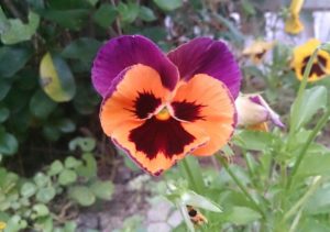 明けましておめでとうございます